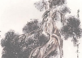 国画柏树画法