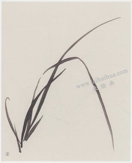 中国画兰花与兰叶组合画法步骤02