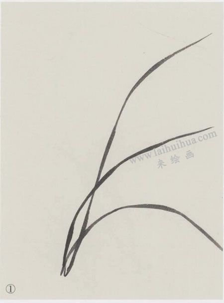国画兰花的范画画法写生步骤01