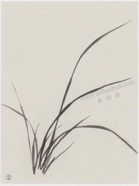 国画兰花的范画画法写生步骤02