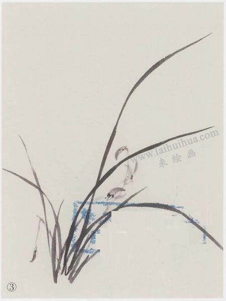 国画兰花的范画画法写生步骤03