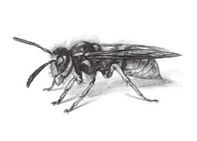 黄蜂的素描画法步骤