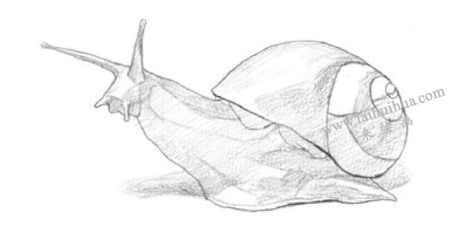 蜗牛素描画法步骤02