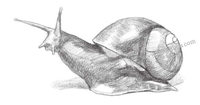 蜗牛素描画法步骤03