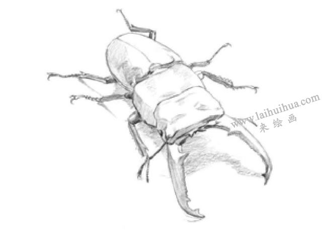 锹甲素描画法步骤03