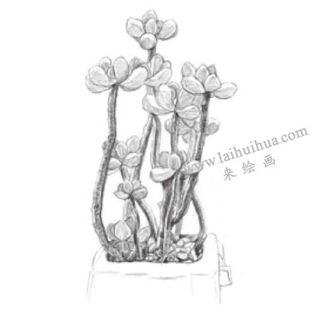 虹之玉素描画法步骤04