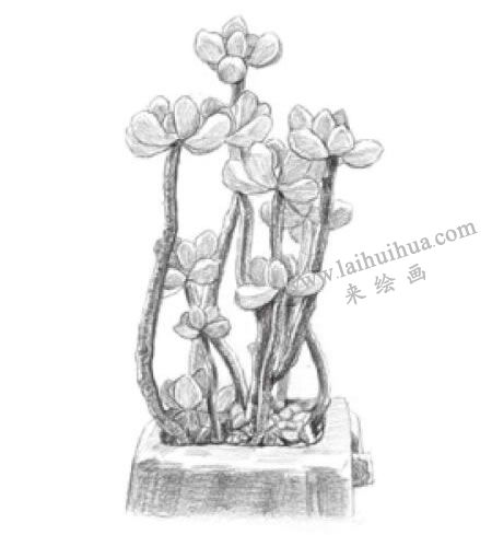 虹之玉素描画法步骤05
