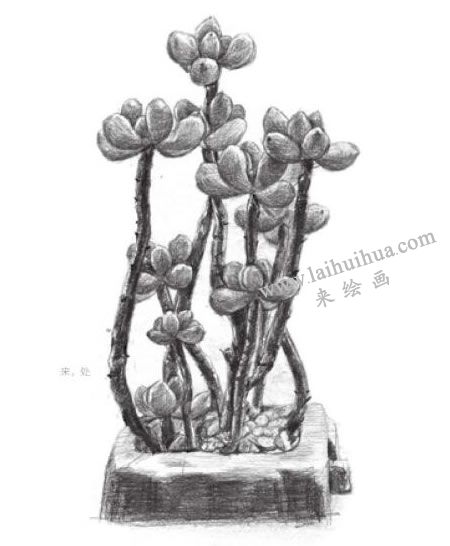 虹之玉素描画法步骤08
