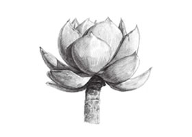 白凤素描画法步骤