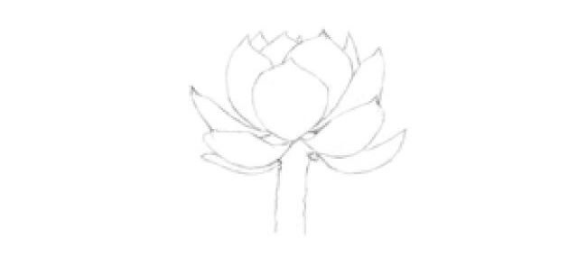 白凤素描画法步骤01