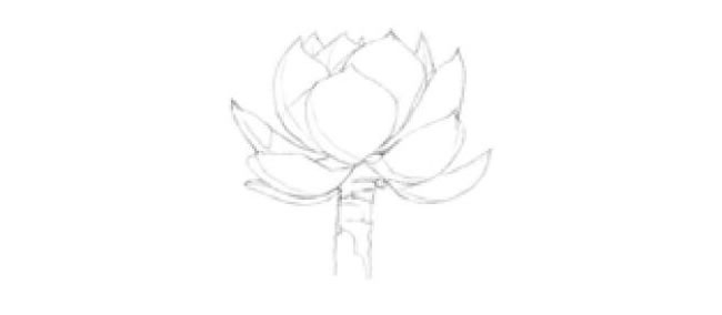白凤素描画法步骤02