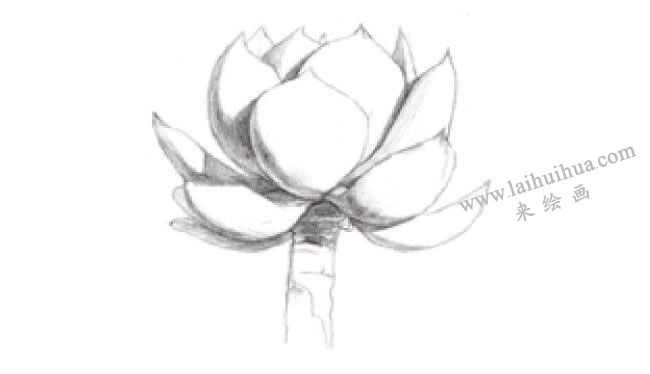 白凤素描画法步骤03