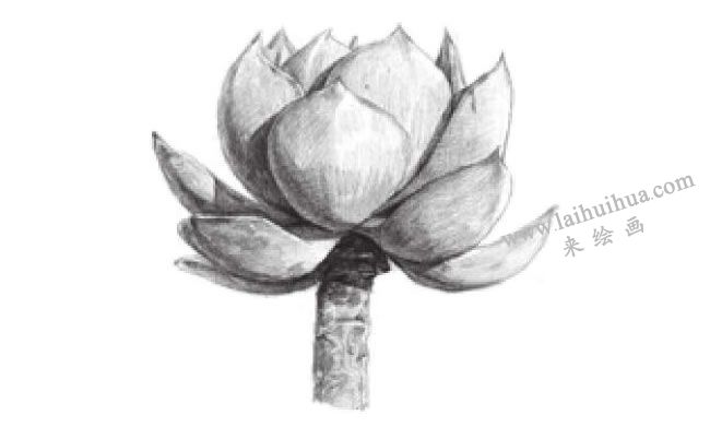 白凤素描画法步骤04