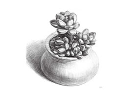 凝脂莲素描画法步骤
