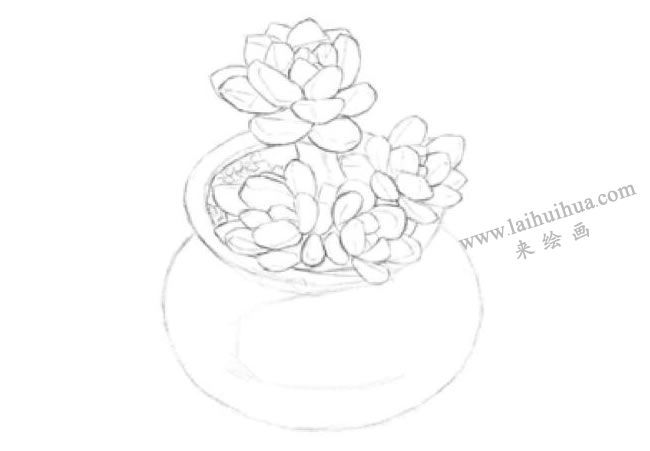 凝脂莲素描画法步骤02