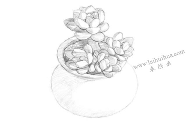 凝脂莲素描画法步骤03