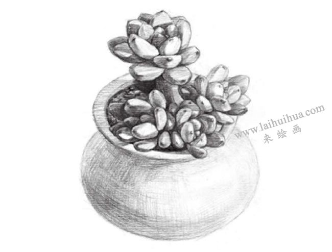 凝脂莲素描画法步骤05