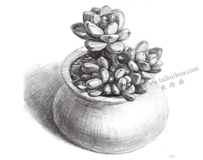 凝脂莲素描画法步骤06