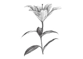百合花素描画法步骤