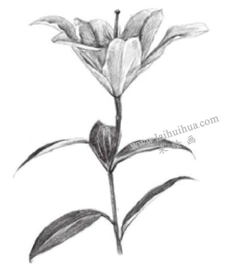 百合花素描画法步骤05