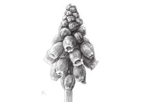 风信子素描画法步骤