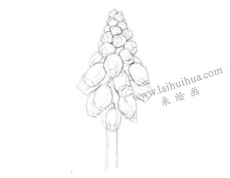 风信子素描画法步骤02