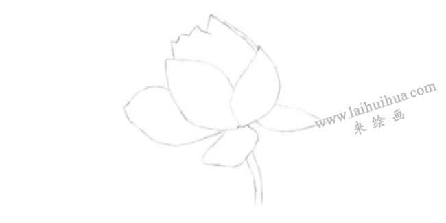 荷花的素描画法步骤01