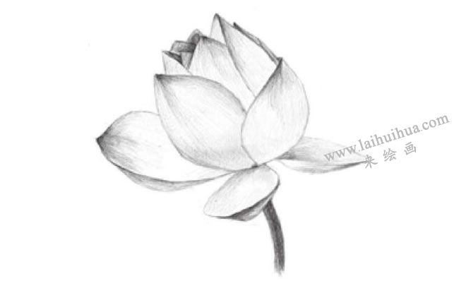 荷花的素描画法步骤04