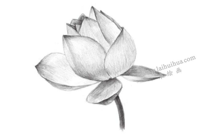 荷花的素描画法步骤05