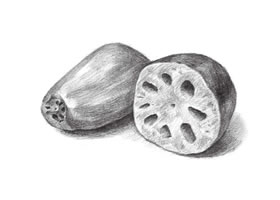 莲藕的素描画法