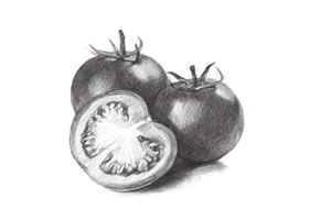 番茄的素描画法