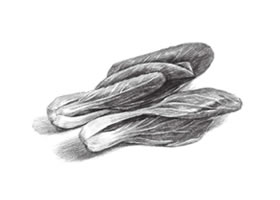 青菜素描画法（二）