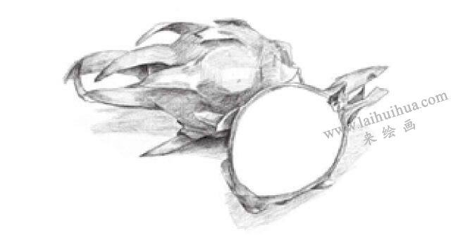 火龙果素描画法步骤03