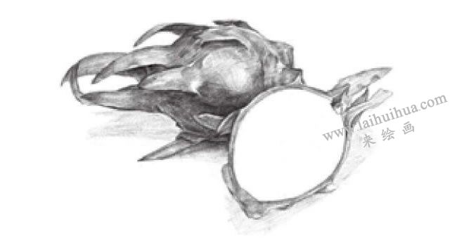 火龙果素描画法步骤04