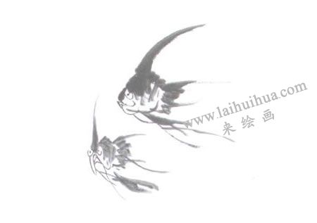 神仙鱼的国画画法步骤04