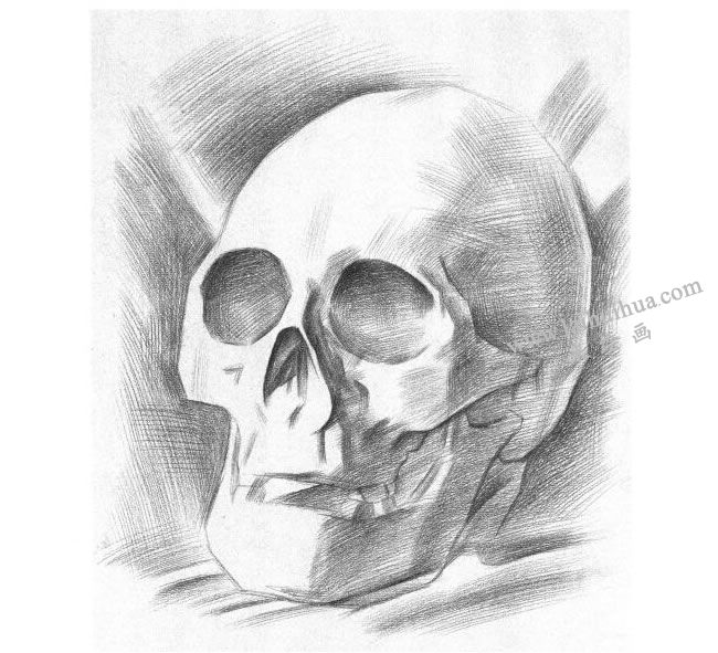 石膏头骨素描画法步骤04