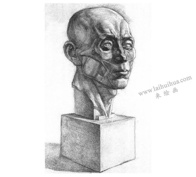 石膏肌肉头像素描画法步骤05
