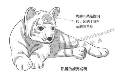 趴着的老虎卡通素描画法步骤步骤03