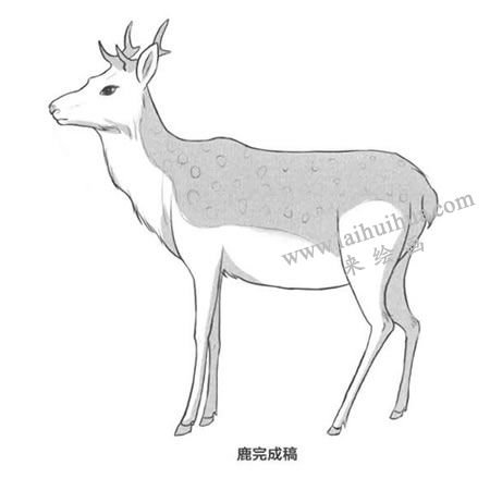 鹿的卡通漫画素描画法步骤03