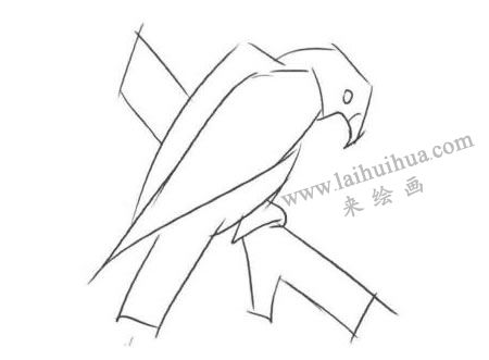 树枝上的老鹰卡通素描画法步骤01