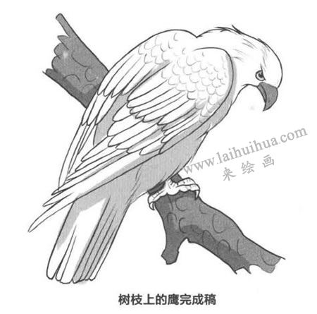 树枝上的老鹰卡通素描画法步骤03