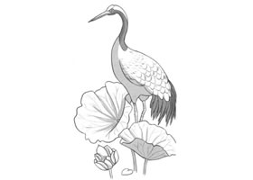 荷中鹤卡通素描画法