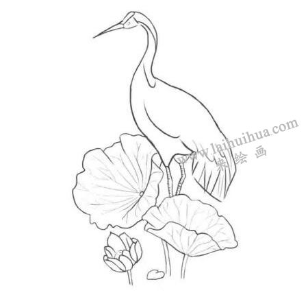 荷中鹤卡通素描画法步骤02