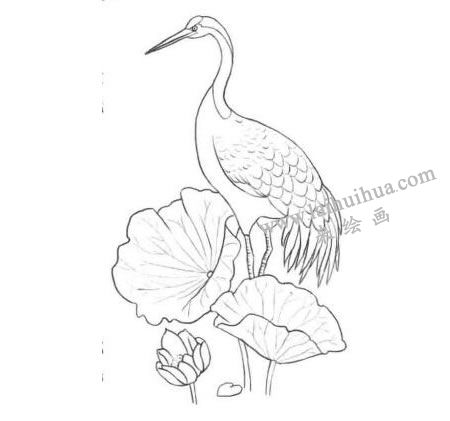 荷中鹤卡通素描画法步骤03