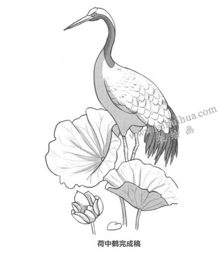 荷中鹤卡通素描画法步骤04
