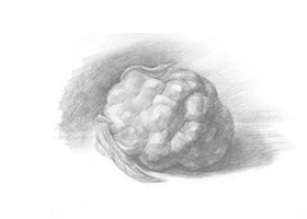 菜花素描画法步骤