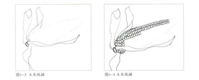 玉米线描画法步骤02