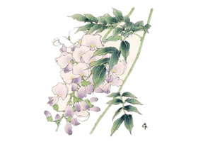 紫藤的工笔画法步