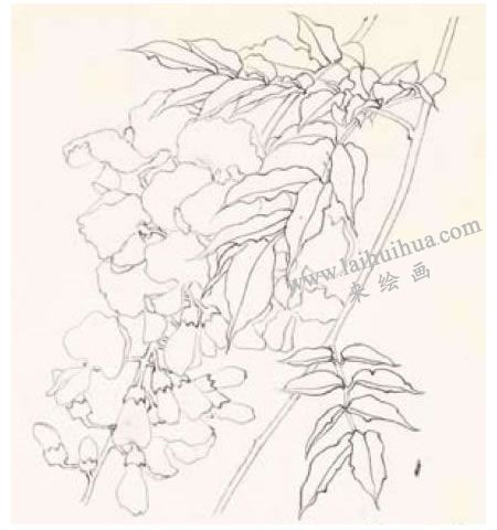 紫藤的工笔画法步骤01
