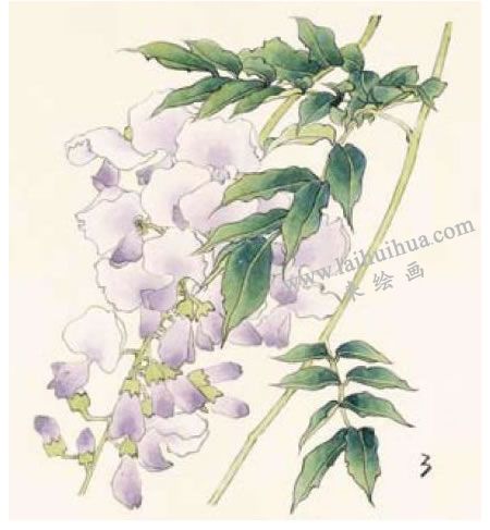 紫藤的工笔画法步骤03
